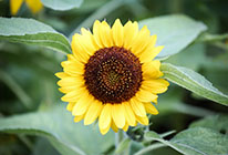 Web漏洞扫描工具