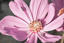 ddos攻击器安卓ios下载