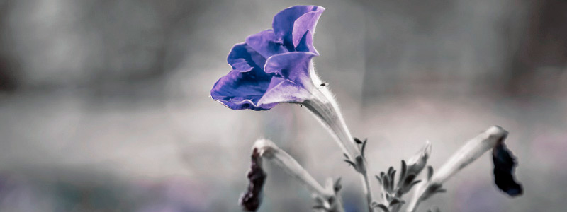 攻击网站服务器