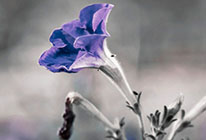 免费DDOS攻击测试工具